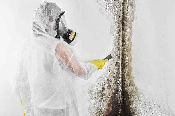 Best Mold Remediation  in Itasca, TX