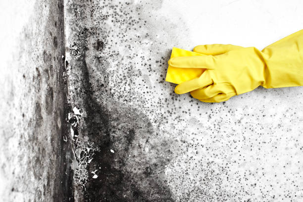 Best Mold Inspection  in Itasca, TX