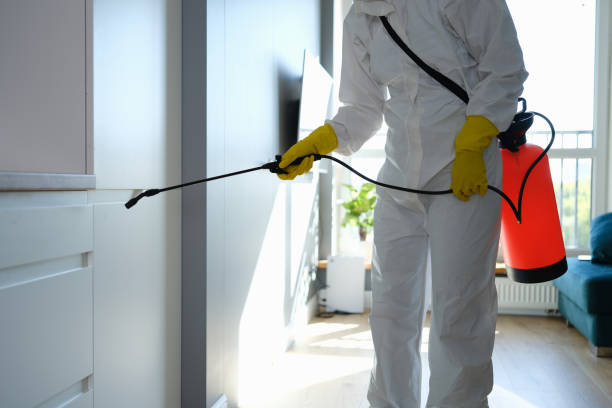 Attic Mold Removal in Itasca, TX