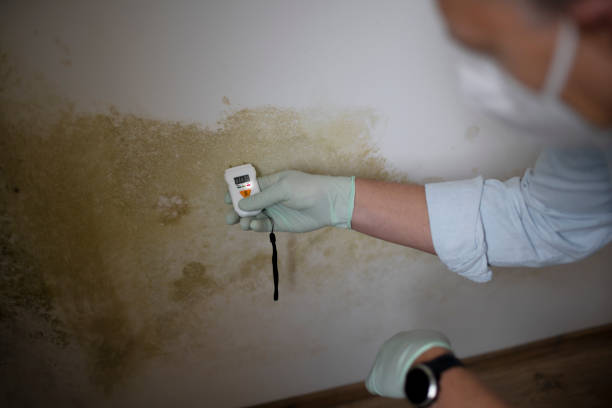 Best Toxic Mold Removal  in Itasca, TX