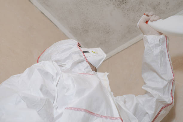 Best Home Mold Removal  in Itasca, TX