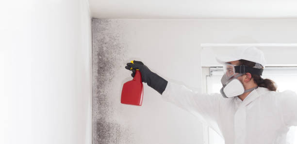 Best Mold Damage Repair  in Itasca, TX