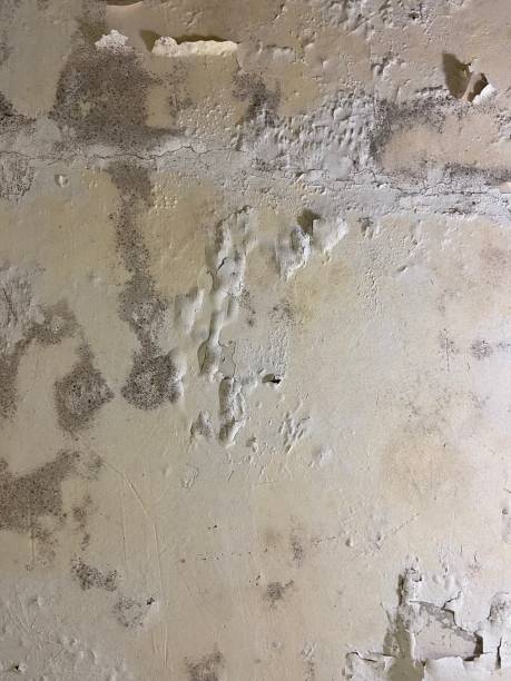 Best Same-Day Mold Removal  in Itasca, TX