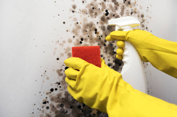 Best Mold Testing  in Itasca, TX