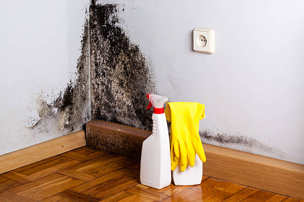 Home Mold Removal in Itasca, TX