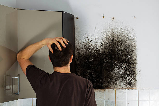 Best Emergency Mold Removal  in Itasca, TX