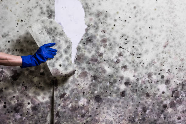 Best Mold Testing  in Itasca, TX