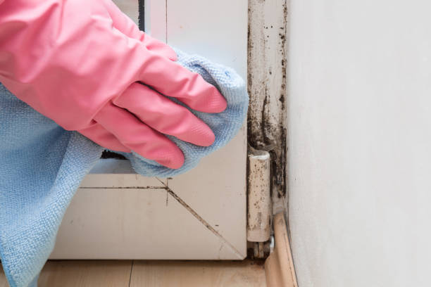 Best Mold Removal Company Near Me  in Itasca, TX